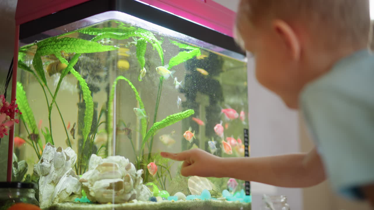 Child in blue shirt closely observes colorful tropical fish swimming inside home aquarium with bright green plants, stones, and decorative shells, showing curiosity and fascination with underwater world