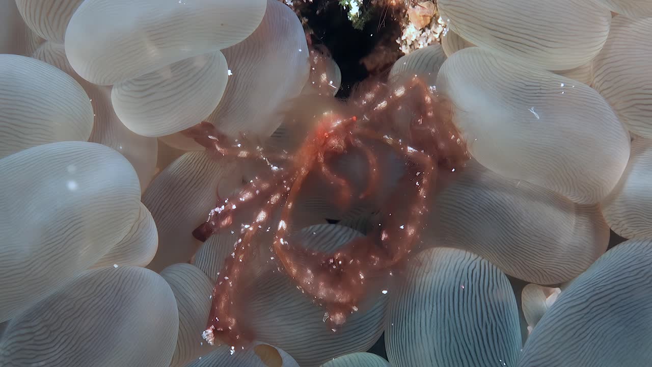 An Orang-utan crab sitting on a bubble coral