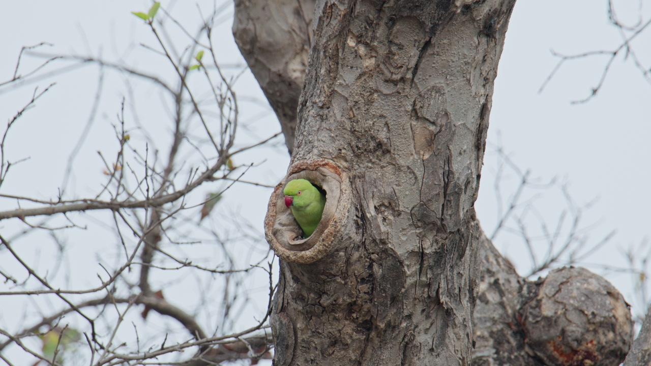 A green parrot peeking out from a tree hollow in keoladeo bird sanctuary, representing bird nesting and natural ecosystem.