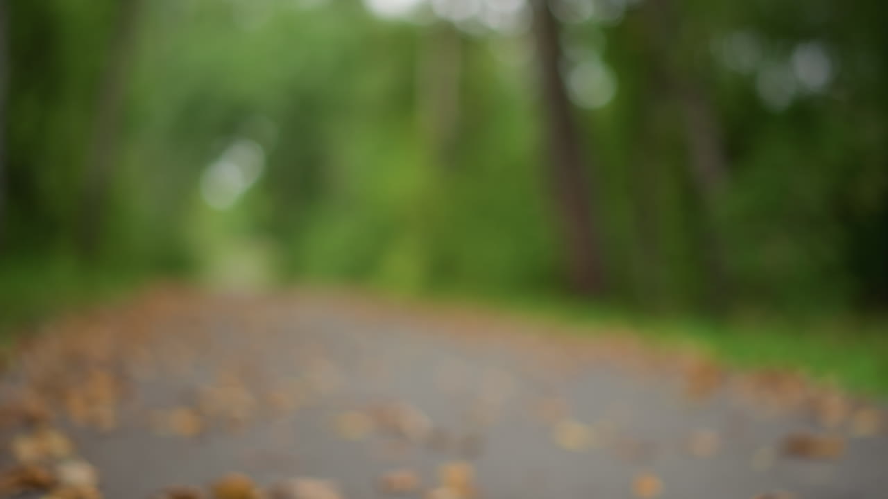 Child Exploring Outdoors, Teen Exploring Wooded Area Calmly And Appreciating Natural Surroundings, Young Child With Light Hair Taking Tranquil Walk Through Lush Outdoor Forest Environment