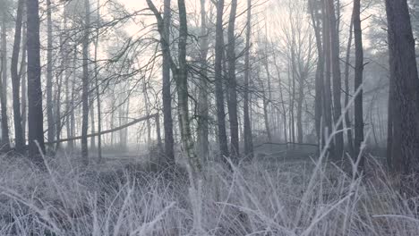 frozen forest in the mist