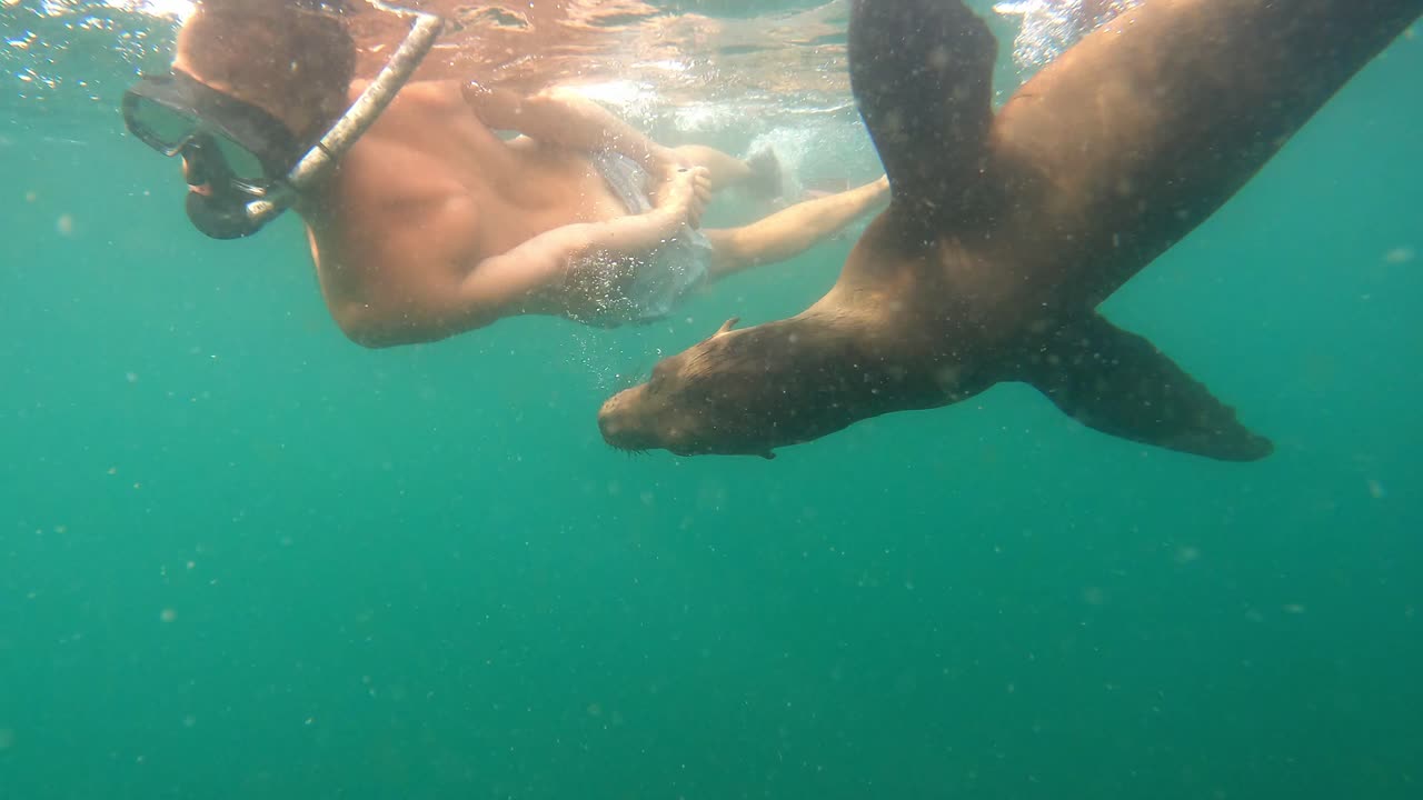 Playful Sea Lion Swimming And Playing With A Male Snorkeler. - underwater