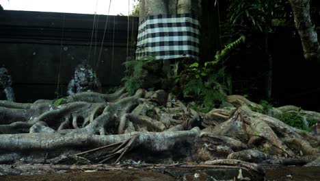 Presentación-En-Cámara-Lenta-De-Un-árbol-Con-Raíces-Muy-Grandes-En-El-Templo-Pura-Tirta-En-Bali-En-Ubud-Indonesia-Durante-Un-Hermoso-Viaje