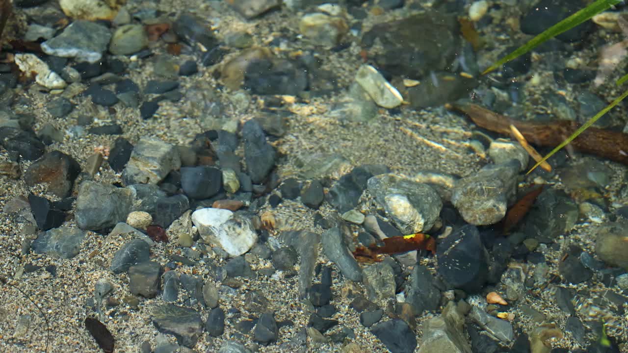 Shallow creek water flows gently over rocks and sand, natural daylight, steady close-up shot