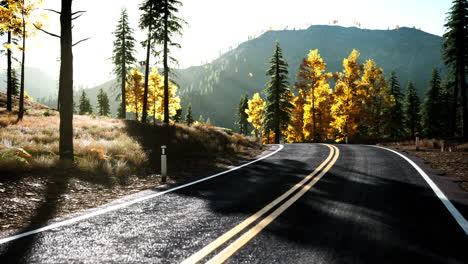 forest road under sunset sunbeams