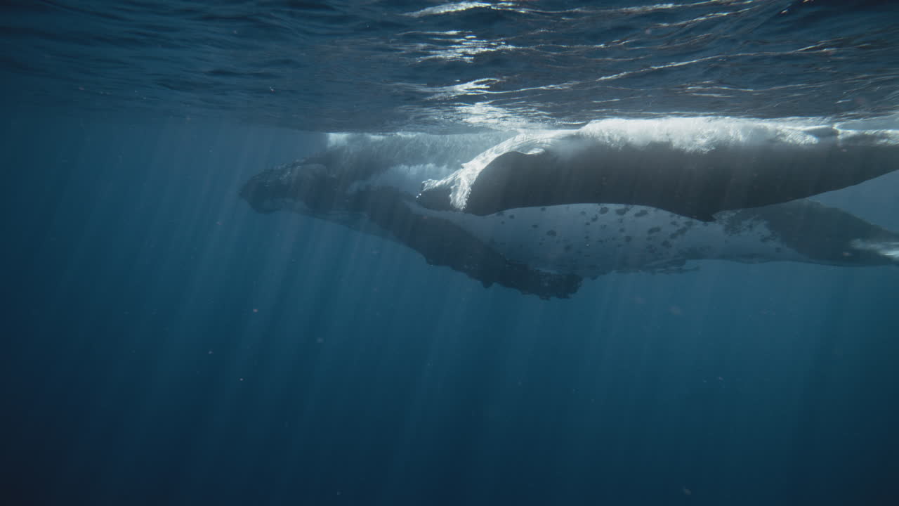 Humpback whale calf plays along surface floating belly up to sky, underwater slow motion