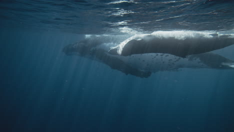 La-Cría-De-Ballena-Jorobada-Juega-A-Lo-Largo-De-La-Superficie-Flotante-Del-Vientre-Hasta-El-Cielo,-En-Cámara-Lenta-Bajo-El-Agua