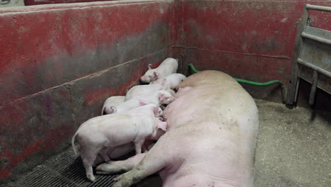piglets suckling milk from mother's teats in pig pen. static shot