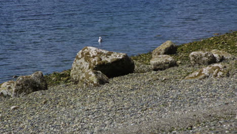 camano island state park, wa state beach with rocks and seagull