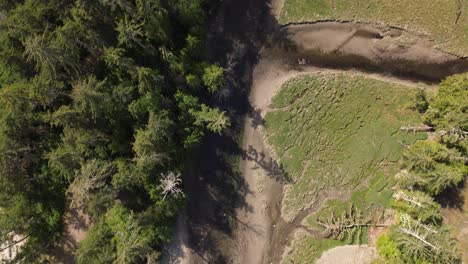 Top-Down-View-Over-Green-Forest-Trees-and-Sandy-River-at-Moresby-Island-in-Canada