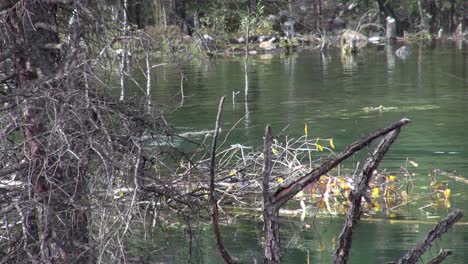 el castor hace flotar la rama hacia el alojamiento del castor y lo mete debajo de la superficie del estanque
