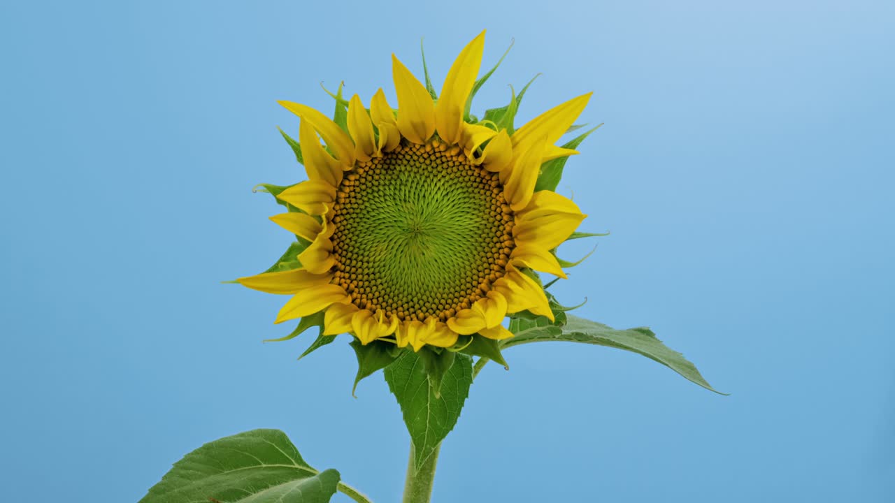 macro time lapse florecimiento de la cabeza de girasol en primer plano, aislado en fondo azul