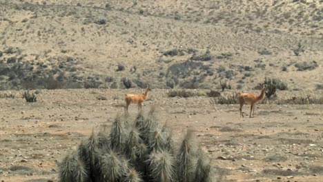 two brown guanaco walking in the atacama desert on a sunny summer day