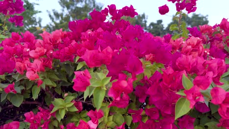 colorful bougainvillea blooms in a lush garden