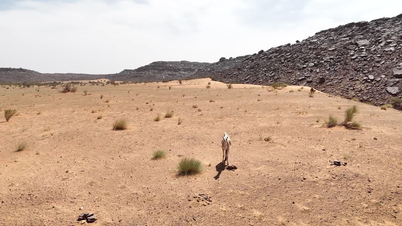 drone rotate around white camel overlooking rocky desert valley in Mauritania, Sahara wilderness with dramatic cliffs, dry landscape and wild nature