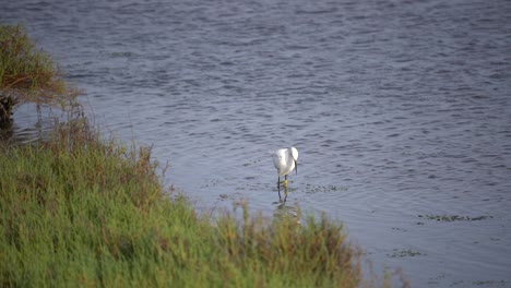 Pájaro-Garceta-Comiendo-Pescado