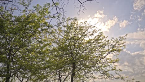 Epic-forest-and-leaves-with-the-sun-and-clouds