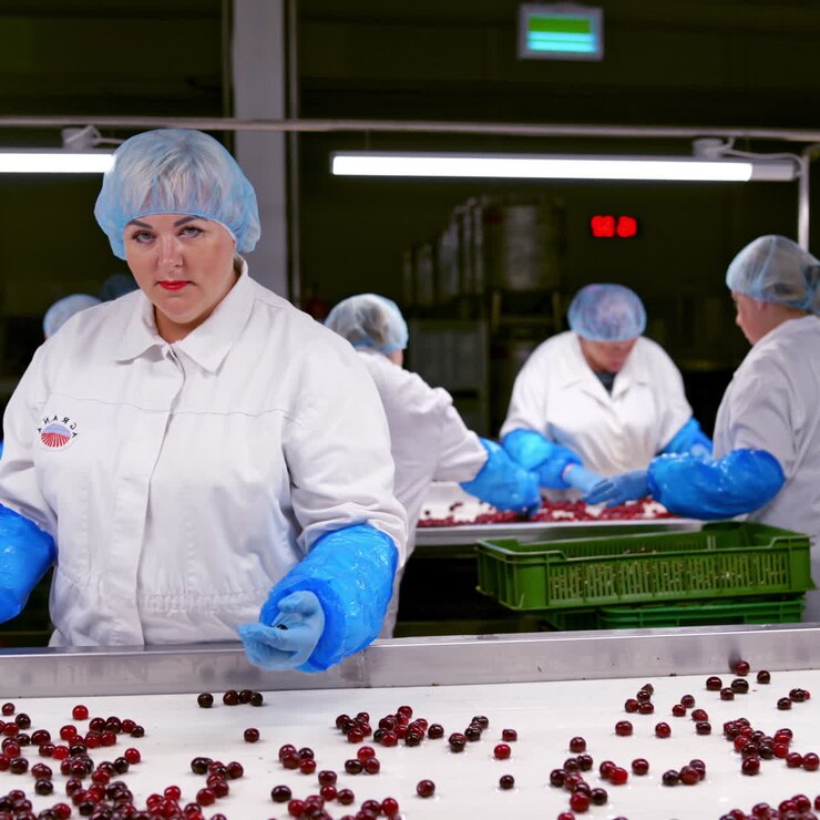 Employees sorting ripe cherries. Workers in special uniform selecting berries on the conveyor belt. Food factory background indoors.