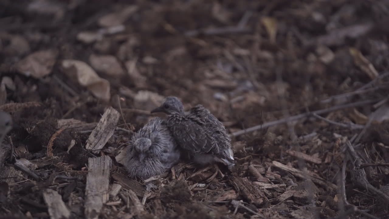 Mother Mourning Dove Arrives to Cover Her Two Scared Chicks on the Ground