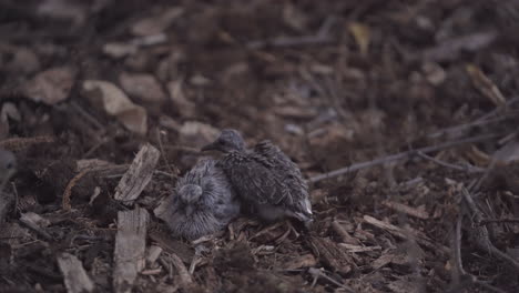 mother mourning dove arrives to cover her two scared chicks on the ground