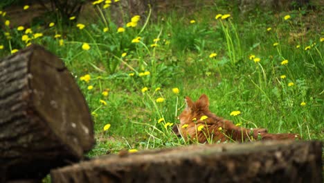 Animal-En-Latvija-Descansando-Sobre-La-Hierba