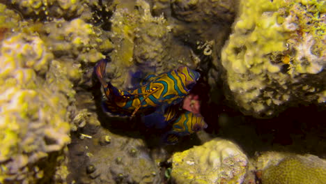 Male-and-female-mandarin-fish-meander-through-a-colorful-coral-reef-dominated-by-yellow-hard-corals-and-occasional-feather-stars