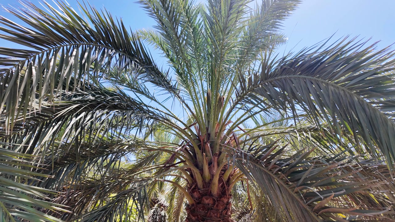 Vertical camera movement from the base to the lush green fronds of a date palm tree in a sunlit plantation, showing agricultural cultivation and a bright blue sky background in an oasis