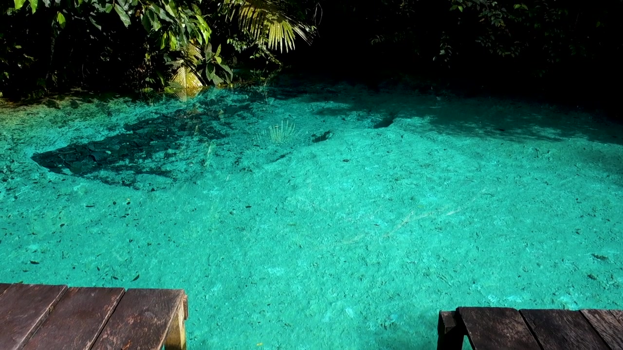 Pozza sorgiva di acqua dolce turchese e cristallina nella foresta pluviale amazzonica. Presidente Figueiredo, Amazonas, Brasile.