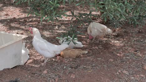 several chickens with white and brown plumage and red crests resting in the shade of an olive tree