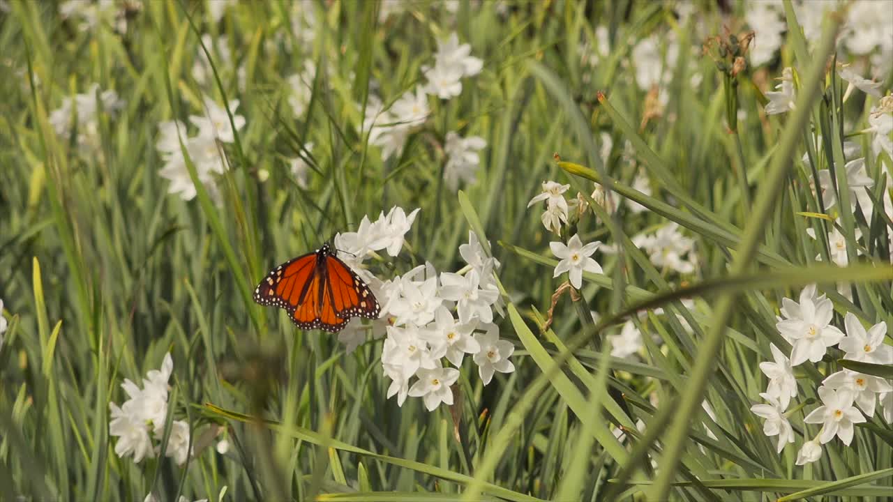 Farfalla monarca che riposa su una pianta fiorita.