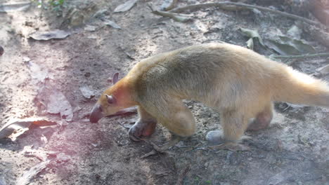 anteater touching an agouti in french guiana. day time