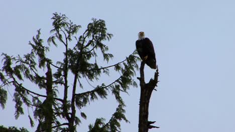 Der-Weißkopfseeadler-Sitzt-An-Einem-Regnerischen-Tag-In-Alaska-Majestätisch-Auf-Einer-Kiefer