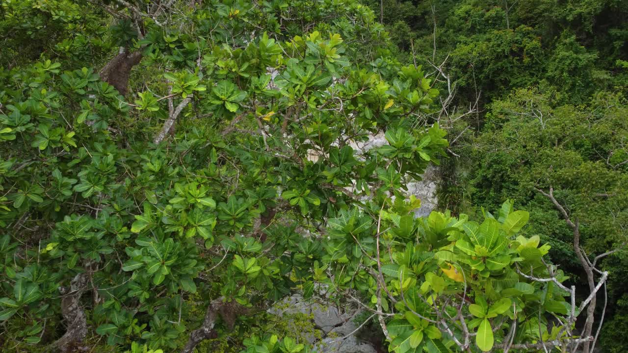 cascada que fluye a través de un denso bosque sobre las rocas