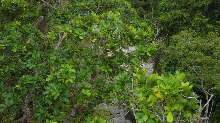 Cascata che scorre attraverso una fitta foresta sulle rocce