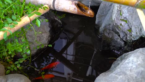 Peces-Koi-Naranjas-Nadan-En-Un-Pequeño-Estanque-Con-Agua-Cayendo-Del-Bambú