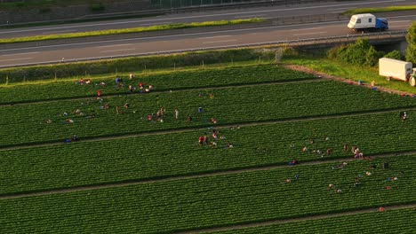 crop workers, aerial view of green agricultural fields with fast highway traffic background