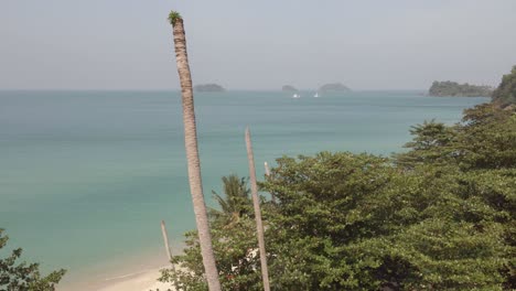 Aerial-dolly,-dead-tropical-coconut-palm-tree-on-a-beach-with-jungle