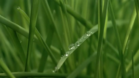 Grünes-Gras,-Regentropfen-In-Nahaufnahme,-Die-Langsam-Auf-Das-Gras-Fallen.