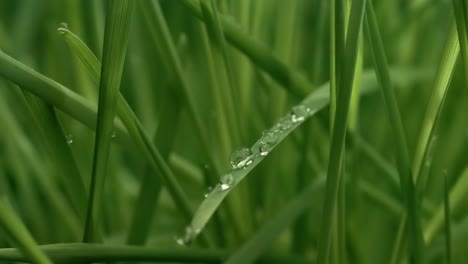 hierba verde en primer plano gotas de lluvia cayendo lentamente sobre la hierba.