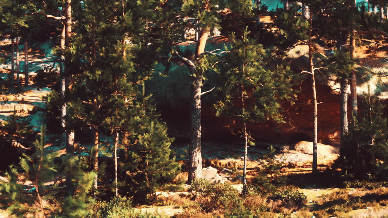 빛 속 의 울창 한 소나무 숲