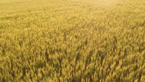 Drone-shot-of-ripe-wheat-field