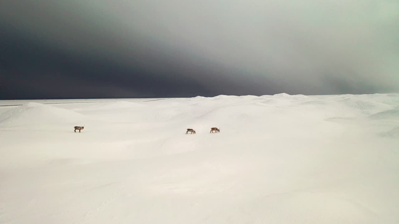 Beautiful Reindeers Walking Across The White Snow In South Iceland. - aerial drone