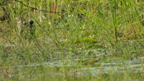 White--breasted-waterhen---in-pond-area---mp4