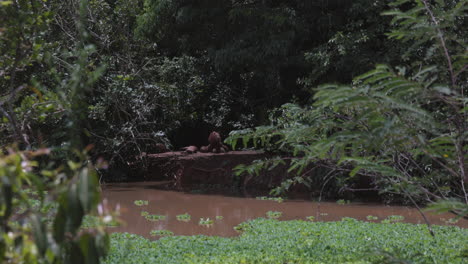 family of wild capybara relaxing next to riverbank on hot day in brazil forest - wide shot