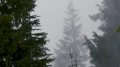 Una-Mañana-Fresca-Y-Brumosa-En-Un-Bosque-De-Pinos-Del-Noroeste-Del-Pacífico