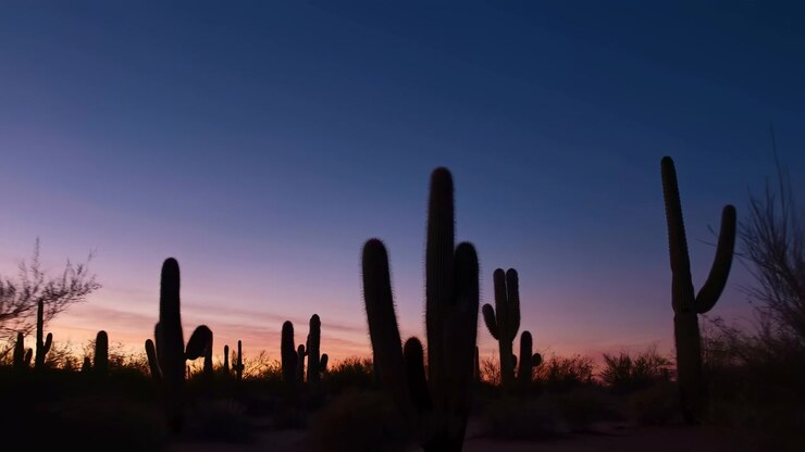 Tall saguaro cacti and sparse desert scrub stand in dark silhouette across low horizon at dusk, with smooth blue, purple, and pink sky above, open negative space, soft twilight glow, and quiet