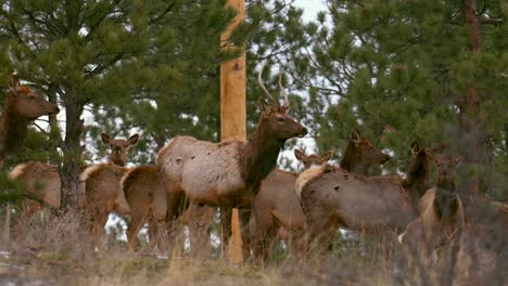 Colorado-elk-heard-large-group-deer-gang-nature-animals-gathered-walking-on-mountainside-mid-winter-snow-Rocky-Mountains-National-Park-Evergreen-telephoto-zoom-cinematic-slow-motion-pan-follow-4k