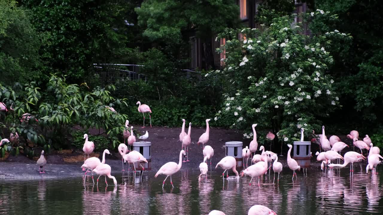 나무로 둘러싸인 연못과 분수에서 헤엄치는 플라밍고의 화려함