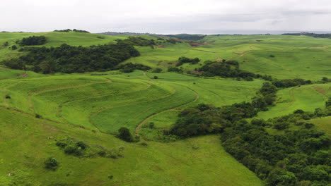 Drone-shot-over-lush-green-hills-with-sugar-cane-in-South-Africa