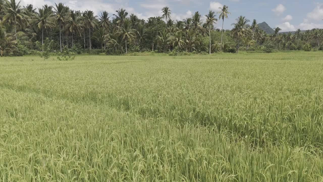 clipe mostrando a vista sobre os campos de arroz perto da floresta com colheita madura
